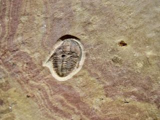 Unidentified Family Alokistocaridae Trilobite – Nevada