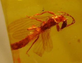 Male Webspinner.  Belong To Pterygota Subclass.  Rare & Well Preserved Specimen.