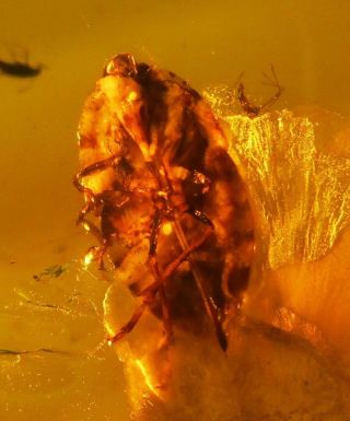 Two Beetles.  Fulgoroidea Nymph.  Two Dipteras.  Specimens Fossil in Burmite Amber. 2