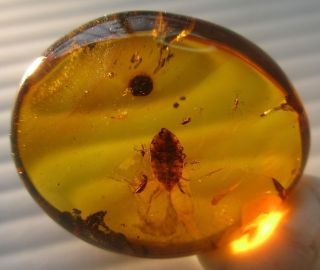 Two Beetles.  Fulgoroidea Nymph.  Two Dipteras.  Specimens Fossil in Burmite Amber. 4
