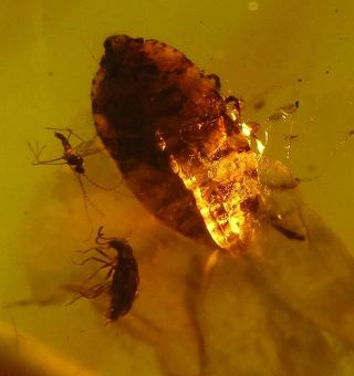 Two Beetles.  Fulgoroidea Nymph.  Two Dipteras.  Specimens Fossil in Burmite Amber. 5