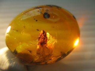 Two Beetles.  Fulgoroidea Nymph.  Two Dipteras.  Specimens Fossil in Burmite Amber. 6