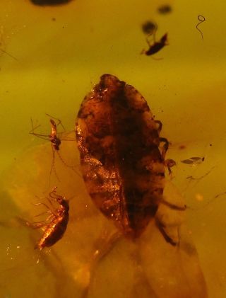 Two Beetles.  Fulgoroidea Nymph.  Two Dipteras.  Specimens Fossil in Burmite Amber. 7