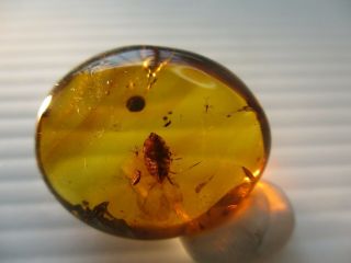 Two Beetles.  Fulgoroidea Nymph.  Two Dipteras.  Specimens Fossil in Burmite Amber. 8