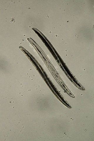 Antique Microscope Slide By J & T.  Jones.  Diatoms.  Pleurosigma Formosum.