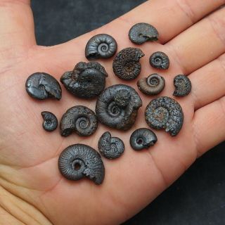 15x Ammonite 12 - 26mm Hematite Morocco Mineral Africa Fossil Ammoniten Fossilien