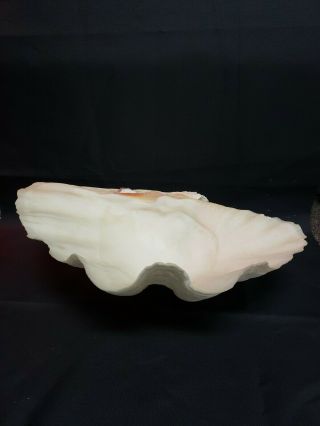 Large Giant Clam Shell Seashell 14 " X 9 " X 4 1/2 "