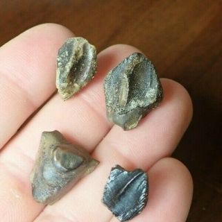 4 Great Triceratops Teeth Dinosaur Fossil Lance Formation Wy