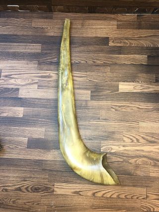Large Antique Natural Ram Horn Shofar With Curved Top And Ridges