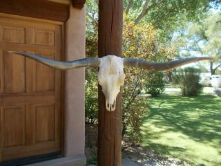 Longhorn Steer Skull 4 Feet 7 " Inch Wide Long Horns Mounted Bull Cow Head Horn