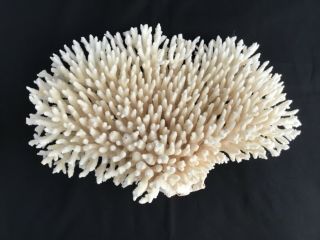 Large Natural Sea White Coral Aquarium Home Decor Landscaping 14 " Wide