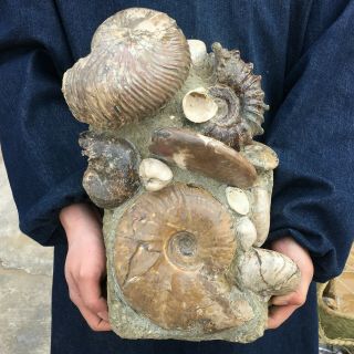Natural Crystal Ammonite Nautilus Shell Jurrassic Fossil Specimen Wot1127