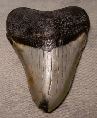 Megalodon Tooth 4 1/4 " Shark Teeth Fossil Jaw Megladon Meg Scuba Dive Big Tooth