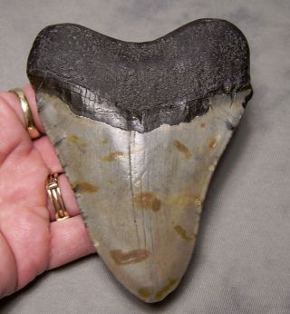 megalodon tooth 4 1/4 