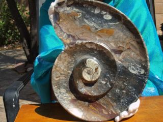 Hand Carved Plate Or Tray With 400 Million Years Old Orthoceras And Ammonite