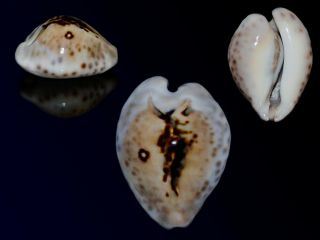Seashell Cypraea Teulerei Outstanding Interesting Pattern Superba 48.  4 Mm