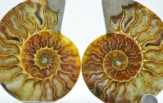 Cut Split Pair Ammonite Deep Crystals Saturday Special 4.  9 " Fossil 125mm E4685x