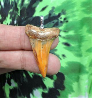 Mako Sharks Tooth Pendant 1 9/16  No Restorations Sharks Tooth Teeth Jewelry