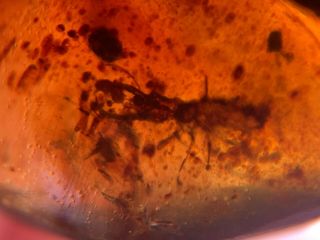 Neuroptera Psychopsidae Larvae Burmite Myanmar Amber Insect Fossil Dinosaur Age