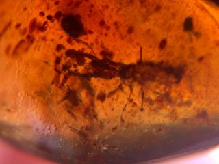 Neuroptera Psychopsidae larvae Burmite Myanmar Amber insect fossil dinosaur age 3