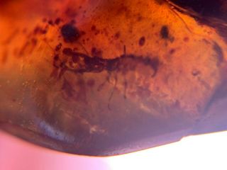Neuroptera Psychopsidae larvae Burmite Myanmar Amber insect fossil dinosaur age 5