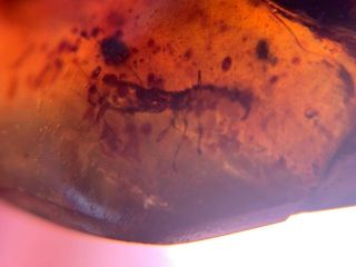 Neuroptera Psychopsidae larvae Burmite Myanmar Amber insect fossil dinosaur age 6