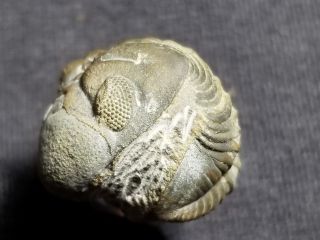 Big Rolled Phacops Trilobite Fossil Devonian Of Morocco