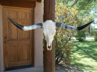 Longhorn Steer Skull 3 Feet 2 " Inch Wide Long Horns Mounted Bull Cow Head Horn