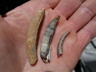 3 Bakersfield Fossil Whale Tooth Sharktooth Hill Teeth