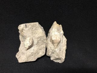 Fossils - 2 Killer Extremely 3 - D Indiana Blastoid - Trilobite Crinoid Age - Wow