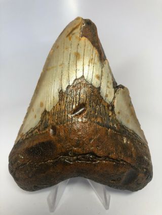 Orange 4.  72” Megalodon Fossil Shark Tooth Rare 3360