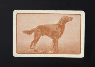 Vintage Australian Swap/playing Card Handsome Irish Setter Dog