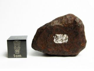 Mundrabilla Iron Meteorite 47.  56g Stunning Siderite Showpiece