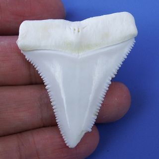 1.  846 Inch Modern Variant Great White Shark Tooth Special - Shaped Bt77
