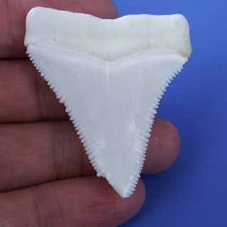 1.  846 inch Modern Variant Great White Shark Tooth Special - Shaped BT77 2