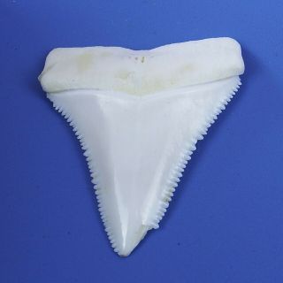 1.  846 inch Modern Variant Great White Shark Tooth Special - Shaped BT77 3