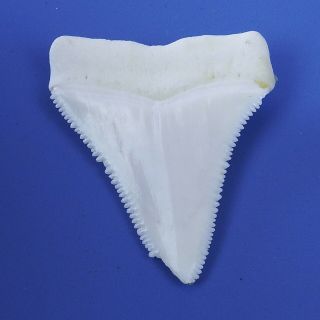 1.  846 inch Modern Variant Great White Shark Tooth Special - Shaped BT77 4