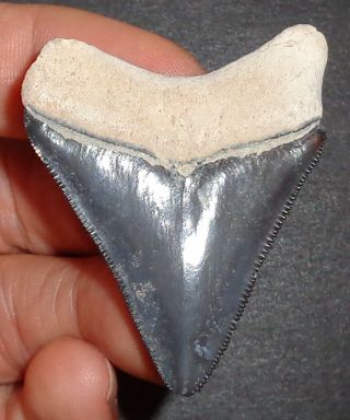 Rare 2.  070 " Bone Valley Megalodon Shark Tooth Fossil From Fl Real Sharks Tooth