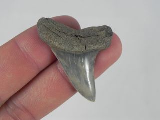 1 5/8 In Lee Creek Mako Fossil Shark Tooth Teeth Aurora N.  C.