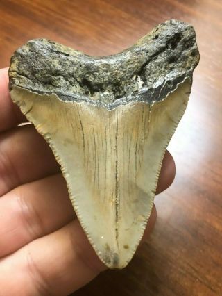 7 Huge 3 1/8 " Megalodon Giant Shark Tooth Teeth Extinct Fossil Megladon