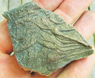 Uncommon Pyrite Crinoid 64mm Fossil Uk Jurassic Pentacrinites Fossilis Charmouth