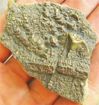 Uncommon pyrite crinoid 64mm fossil UK Jurassic Pentacrinites fossilis Charmouth 2