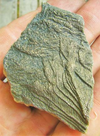 Uncommon pyrite crinoid 64mm fossil UK Jurassic Pentacrinites fossilis Charmouth 3