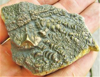 Uncommon pyrite crinoid 64mm fossil UK Jurassic Pentacrinites fossilis Charmouth 4
