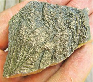 Uncommon pyrite crinoid 64mm fossil UK Jurassic Pentacrinites fossilis Charmouth 5