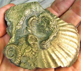 Stunning Huge Gleviceras 75 Mm Jurassic Pyrite Ammonite Fossil Uk Charmouth
