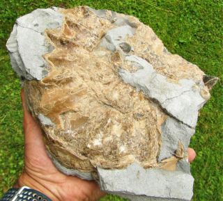 Huge Asteroceras Obtusum 24cm Ammonite Charmouth Lias Jurassic Fossil Flatstone
