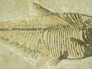 Fine Bones On This 100 Natural Aaa Diplomystus Fish Fossil 120gr E