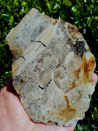 Rare Polished Vale Oregon Round Limbs In Matrix Petrified Wood Agate Rings 1.  8lb