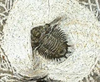 Rare complete 2cm Lobopyge sp; with genal spines: Eifelian,  Laghdad,  Morocco 4